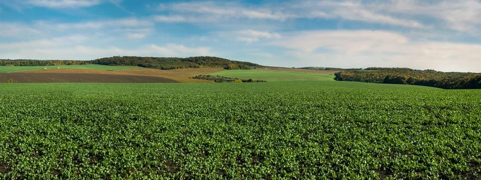 A green rapeseed field soybean fields on the horizon, against a blue sky with Foto stock