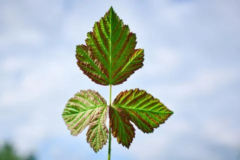Green raspberry leaf against the sky. Stock Photos
