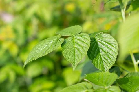 Green raspberry leaf in the garden. Ripe raspberries Stock Photos