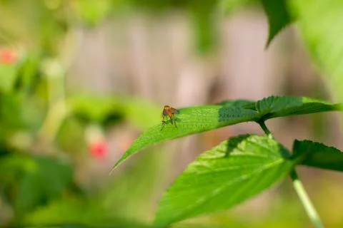 Green raspberry leaf in the garden. Ripe raspberries Stock Photos
