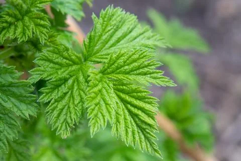 Green raspberry leaf grown in spring. Stock Photos