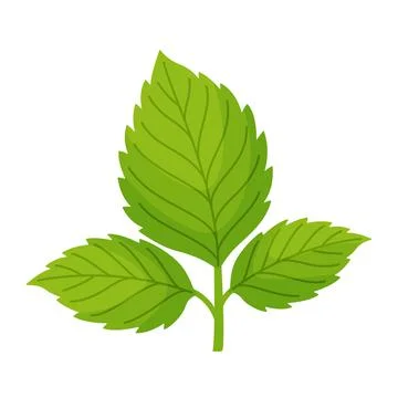 Green raspberry leaf. Hand drawn trendy flat style isolated Stock Illustration