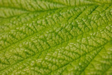 Green raspberry leaf Stock Photos