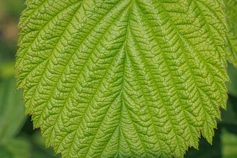 Green raspberry leaf Stock Photos