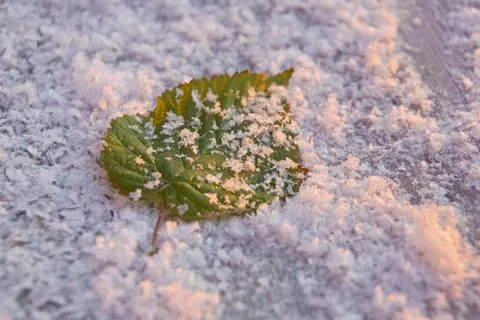 Green raspberry leaf in snow freshness cold frosty background Stock-Fotos