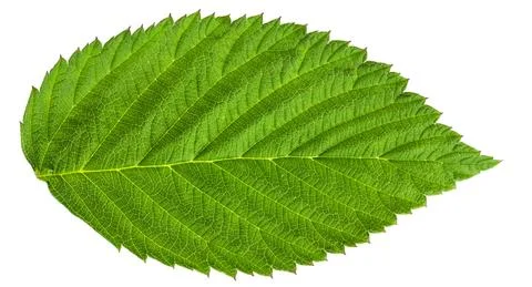 Green raspberry leaf on a white background Stock Photos