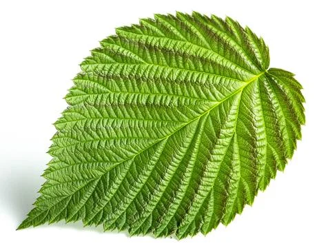 Green raspberry leaf on a white background Stock Photos