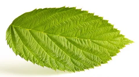Green raspberry leaf on a white background Stock Photos
