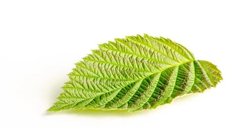 Green raspberry leaf on a white background Stock Photos