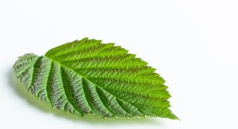 Green raspberry leaf on a white background Stock Photos