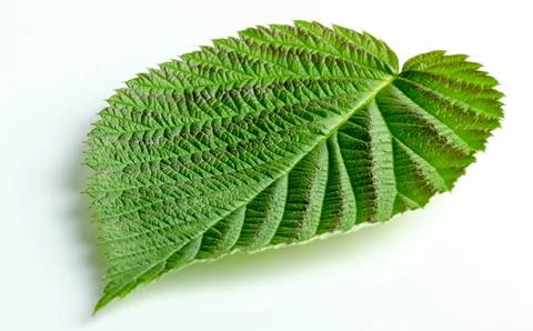 Green raspberry leaf on a white background Foto stock