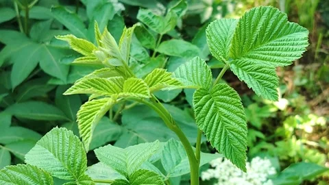 Green raspberry leaves and new shoots. Stock Footage 321592691