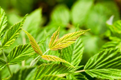 Green raspberry leaves Foto stock
