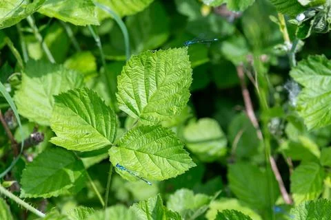 Green raspberry leaves with serrated edges are prominent Stock Photos