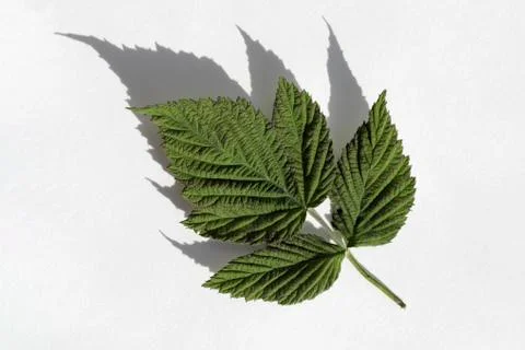 Green raspberry leaves with shadow on white Stock Photos