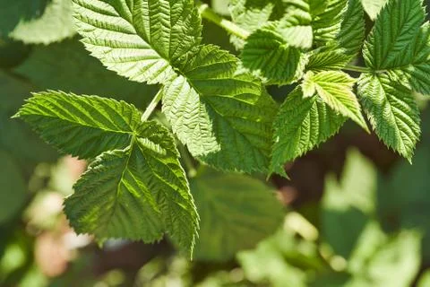 Green raspberry leaves in the sun. Close-up.Light effects. Stock Photos