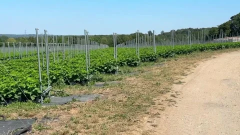 Green raspberry plantation with modern metal trellis supports and black mulch Stockbeeldmateriaal 346411206