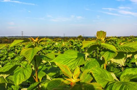 Green raspberry plants on the blue cloudy sky background Stock Photos