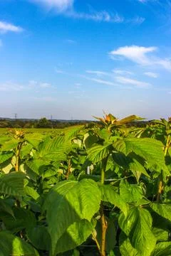 Green raspberry plants on the blue cloudy sky background Foto stock