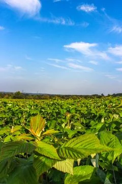 Green raspberry plants on the blue cloudy sky background Foto stock