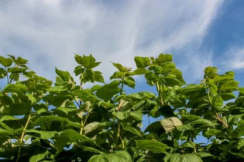 Green raspberry plants on the blue cloudy sky background Stock Photos
