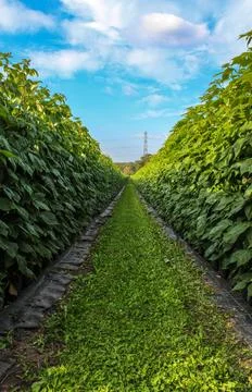 Green raspberry plants on the blue cloudy sky background Foto stock