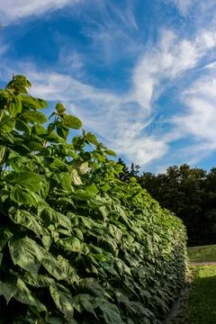 Green raspberry plants on the blue cloudy sky background Foto stock