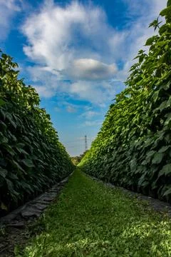 Green raspberry plants on the blue cloudy sky background Foto stock