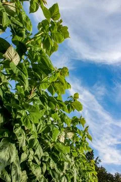 Green raspberry plants on the blue cloudy sky background Stock Photos