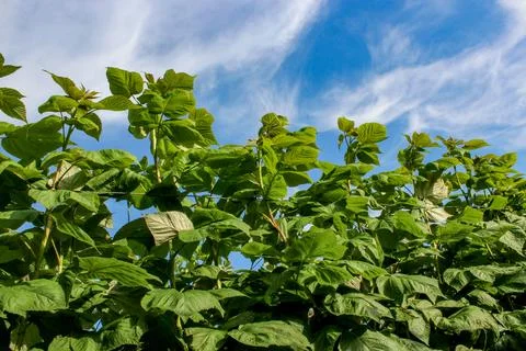 Green raspberry plants on the blue cloudy sky background Foto stock
