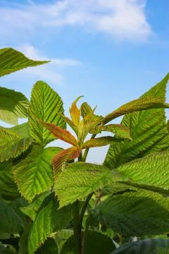 Green raspberry plants on the blue cloudy sky background Stock Photos