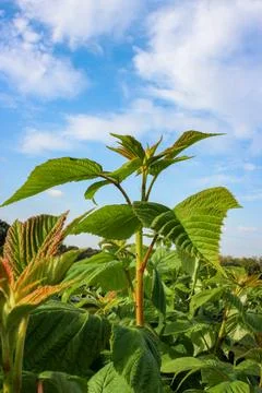 Green raspberry plants on the blue cloudy sky background Foto stock