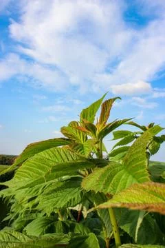 Green raspberry plants on the blue cloudy sky background 스톡 사진