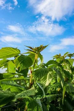 Green raspberry plants on the blue cloudy sky background Foto stock