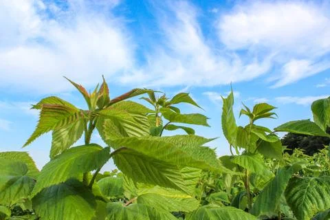Green raspberry plants on the blue cloudy sky background Foto stock