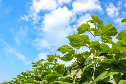 Green raspberry plants on the blue cloudy sky background Stock Photos