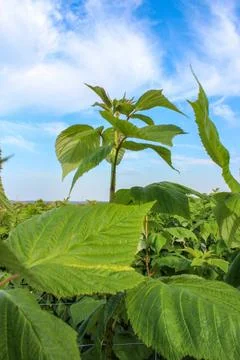Green raspberry plants on the blue cloudy sky background Stock Photos