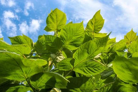 Green raspberry plants on the blue cloudy sky background Foto stock