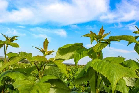 Green raspberry plants on the blue cloudy sky background Stock Photos