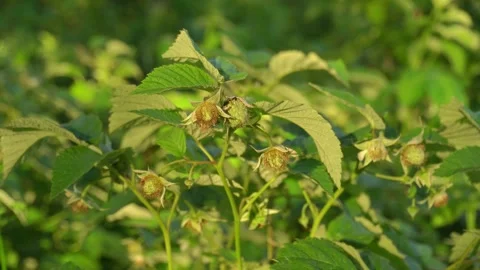 Green raspberry plants with developing fruit and lush foliage in a sunlit garden Stock Footage 336711439
