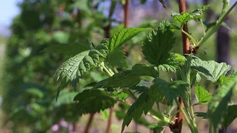 Green raspberry plants. Stock Footage 154327563