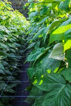 Green raspberry plants Stock Photos