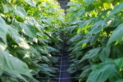 Green raspberry plants Foto stock
