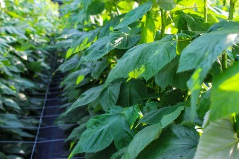 Green raspberry plants Foto stock