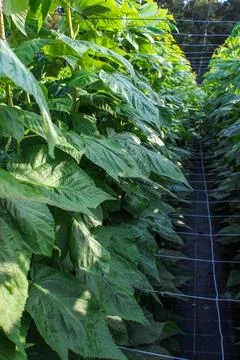 Green raspberry plants Stock Photos