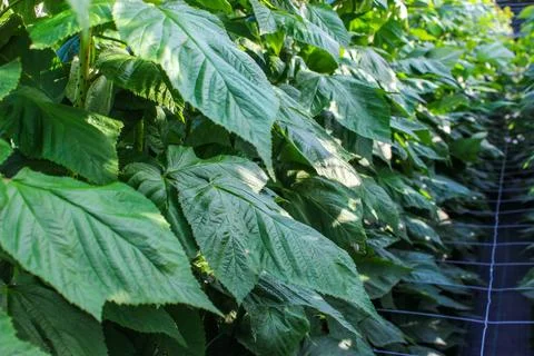 Green raspberry plants Stock Photos
