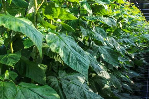 Green raspberry plants Foto stock