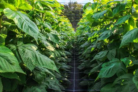 Green raspberry plants Stock Photos