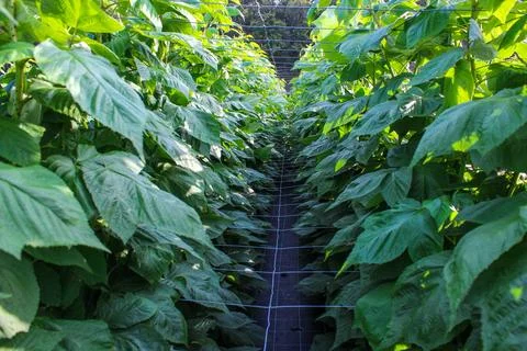 Green raspberry plants Stock Photos