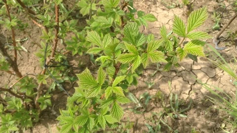 Green raspberry Rubus idaeus Rosaceae bush in spring Stock Footage 89327225